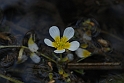Buttercups
